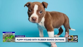 Puppy found with rubber bands on paws