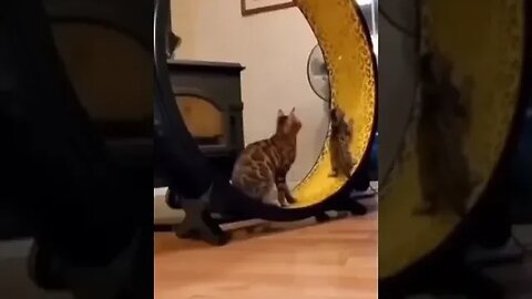 Daily Funny Cats #funnyreels #animals #funnycatvideos