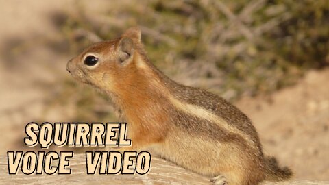 Pet Squirrel Voice Sound Video By Kingdom Of Awais