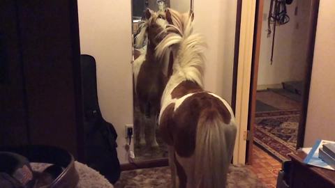 Funny Pony Horse Sees His Reflection In A Mirror For The First Time