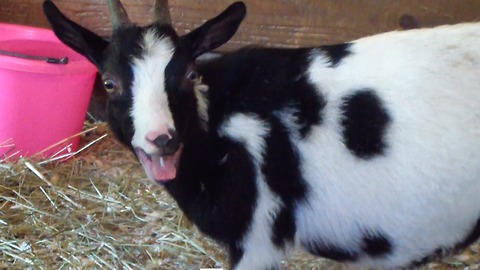 Shivering goat is angry about something