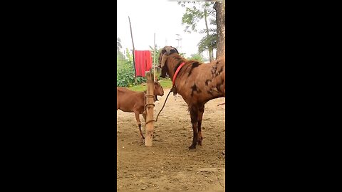 Goat meeting 🤝👀🤝 #goat #goatmeeting #goatlove #goatlife #goatfarm #reels #funny