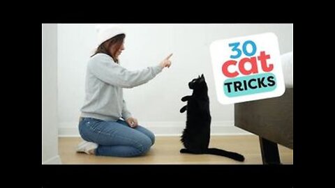 30 tricks to teach your cat 😺 in house