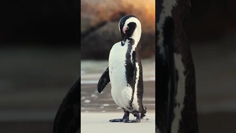 Amazing Penguins #shorts