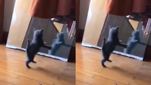 Cute Little Cat Suddenly Gets Afraid to See Her Reflection In The Mirror