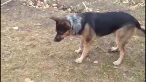 German Shepherd Runs After The Mouse