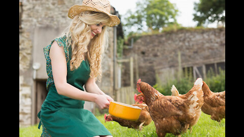 Feeding your Chickens when SHTF