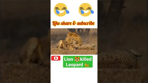 Lion 🐯killed leopard 🐆@ #shorts #youtubeshorts