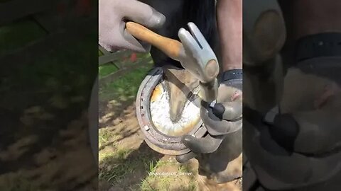 #samdracottfarrier #farrier #asmr #satisfyingvideos #oddlysatisfying2