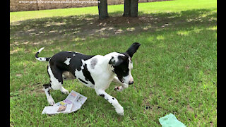 Happy Great Dane Only Delivers Good News and Laughter