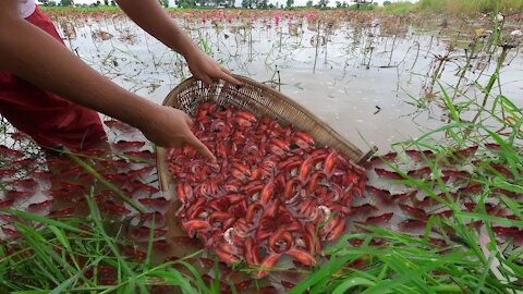 Super Betta Fishing! Caught Many Super Red Delta Tail Betta Fish in Lotus Lake