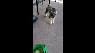 Grocery shopping with Fafner the Schnauzer