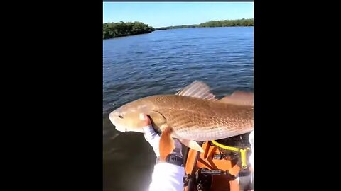 BIG Springtime Redfish on Z-Man Jerk ShadZ #short #shorts #redfish #kayakfishing