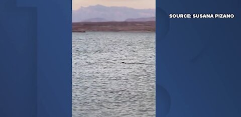 Mystery creature at Lake Mead