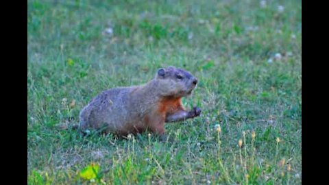 Marmota corajosa brinca no meio da estrada