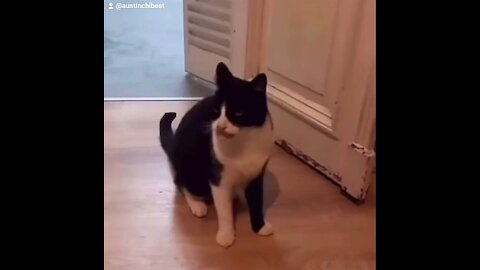 Funny Animals Video With Dancing Cat, best cat, funny video, #rumble