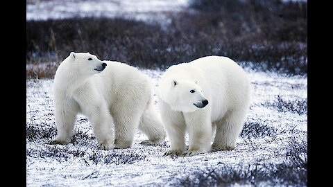 Bears cute swimming