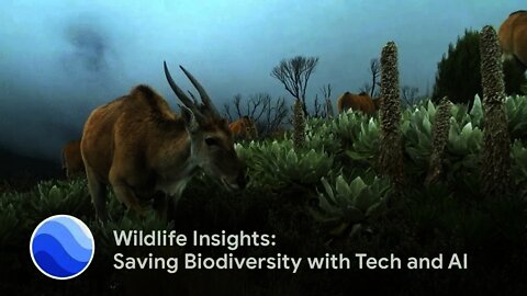 Wildlife Insights: Saving Biodiversity with Tech and AI