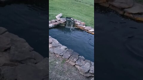 Testing to see if the Catfish will eat before it's dark out #homesteading