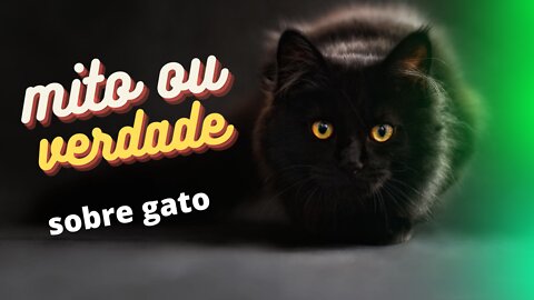 mito ou verdade ( Maiores mitos é que o gato odeia água )