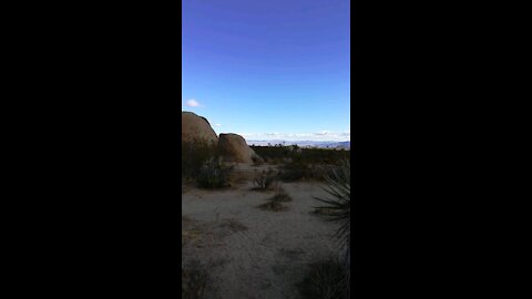 Joshua Tree 1