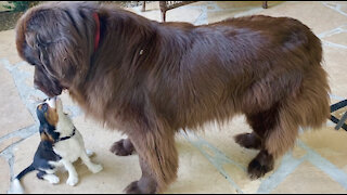 Cavalier puppy adorably attempts to befriend Newfoundland dog