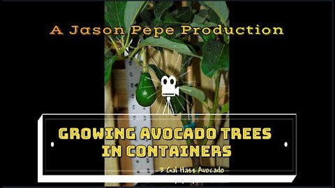 Growing Avocado Trees in Containers