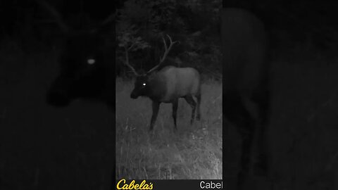 #elk #bullelk #huntmontana #livingthedream #wildernessliving #wildernesslife #montanalife #montana