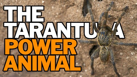 The Tarantula Power Animal