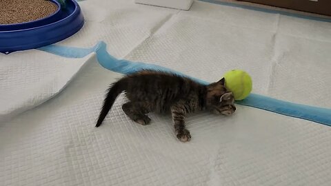 Boba playing with Sammy's ball.