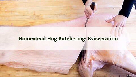 Homestead Hog Butchering - Evisceration