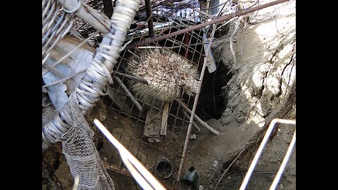 Spelunking Porcupine - Ace in the Hole? Not This AGAIN!