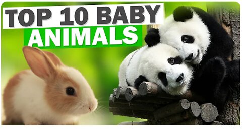 Top 10 Baby Animals || Cute Animal Babies