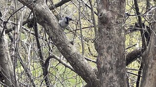 Group of Blue Jays