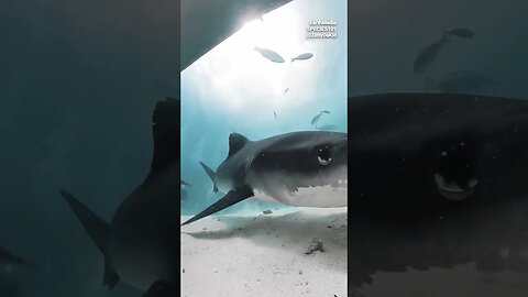 Diver's Camera Swallowed by Shark, Captures Video Inside the Shark's Body