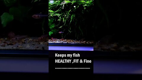 Water change forbyour aquarium #planted #aquariumgardens #plantedtank #fish #aquarium #fishtank #co2