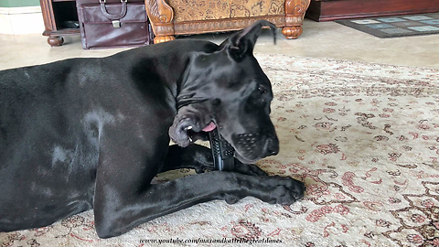 Great Dane Enjoys Gift of Bristly Brush Dog Toothbrush