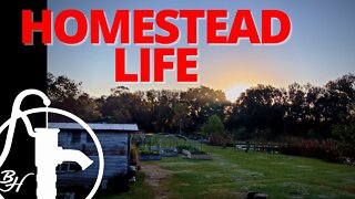 A DAY IN THE LIFE AT OUR HOMESTEAD