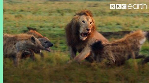 Lion Trapped by Clan of Hyenas | Dynasties | Animals day