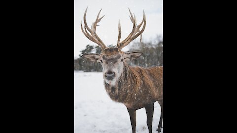 flock of wild deer walking through the snow and trees