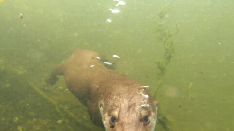 Slippery Otter diving and catching fish underwater