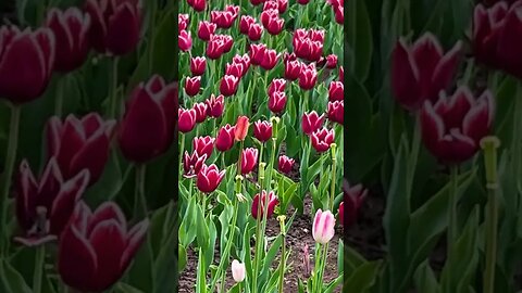 Video work at Ottawa’s Tulip Festival.