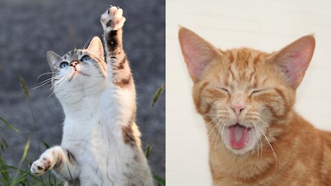 Cute kitten has fun with reflection in the mirror