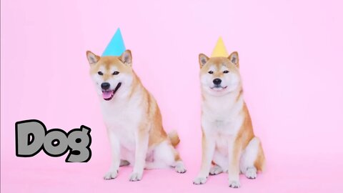 #kolinsky • Cute Shiba Inu Dogs With Party Hats