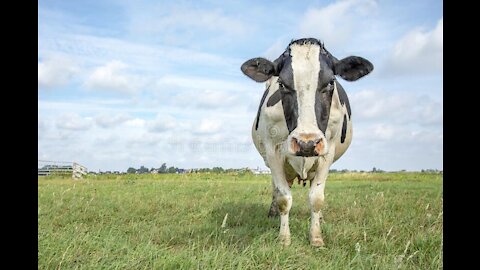 Angry Cow in a picnic