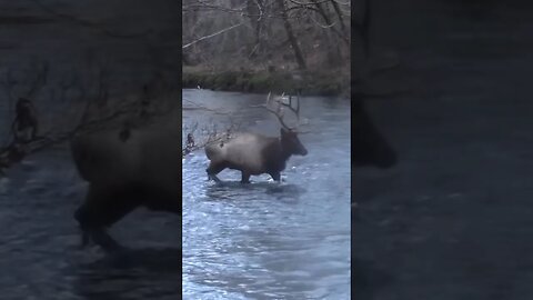 Elk in Cherokee NC #elk #wildlife #nature #shortvideo #shortsfeed