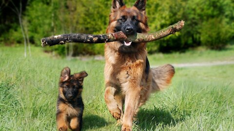 German Shepherd with Aggression Issues - German Shepherd Dog Trainers