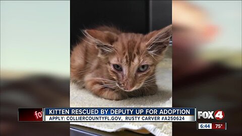 Kitten up for adoption after being hit by semi truck