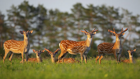 Close View of Cute Deers in the Forest