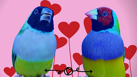 Beautiful green gouldian finch pair in my aviary | oli & Pets